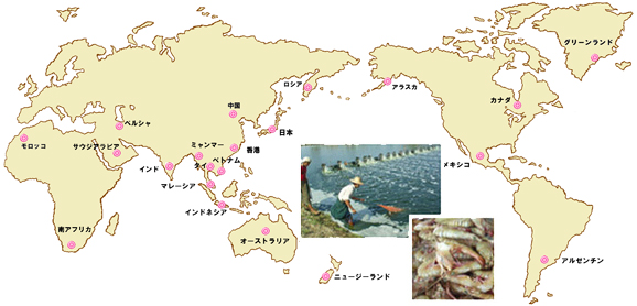 海外ネットワーク